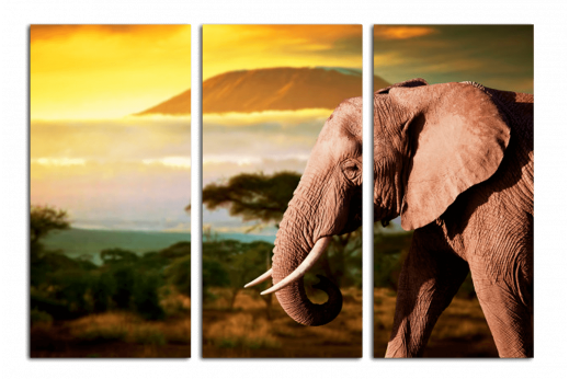 Модульная картина Слон в саванне